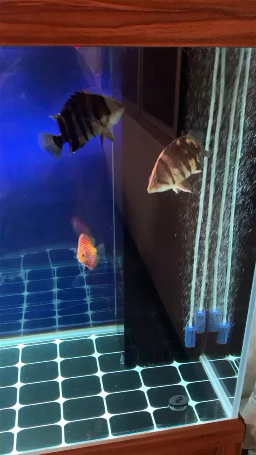 虎魚(yú)打架怎么解決