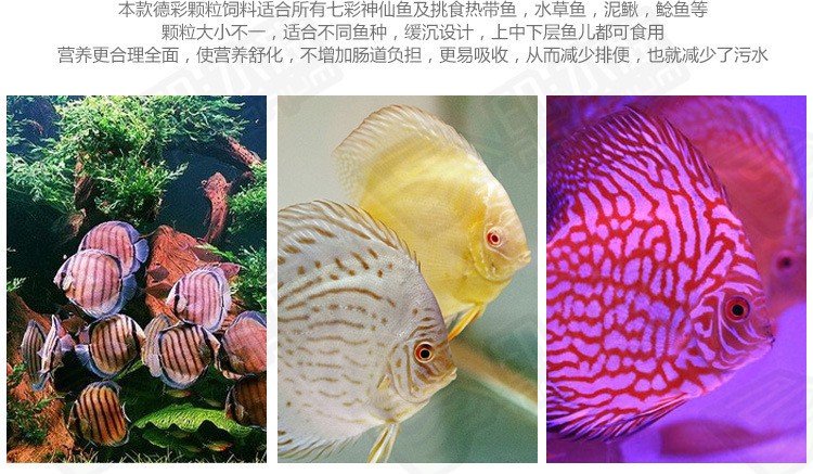 銀龍魚翹嘴怎么修復視頻教學(銀龍魚嘴歪怎么辦)