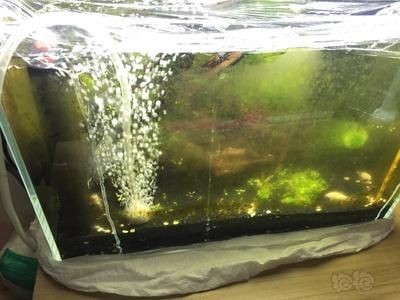 過年期間，魚缸漏水可能是因為多種原因導致的：過年期間魚缸漏水可能是因為多種原因導致的