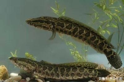 黑魚(yú)魚(yú)缸怎么養(yǎng)好看視頻，黑魚(yú)魚(yú)缸養(yǎng)殖技術(shù)視頻教程：關(guān)于黑魚(yú)魚(yú)缸怎么養(yǎng)好看的問(wèn)題