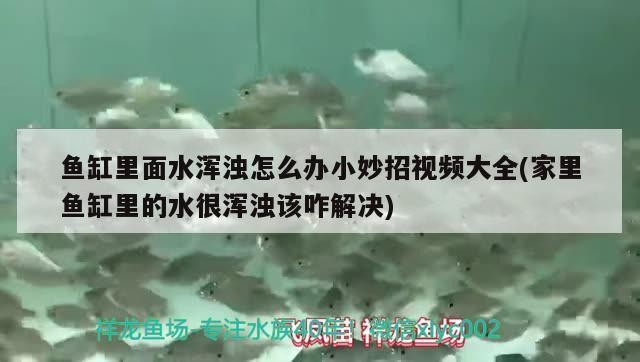 飼料 1.2米魚缸養幾條銀龍(1.2米魚缸養幾條銀龍魚合適) 銀龍魚百科 1.2米魚缸養幾條銀龍(1.2米魚缸養幾條銀龍魚合適) 1.2米魚缸養幾條銀龍(1.2米魚缸養幾條銀龍魚合適) 銀龍魚百科