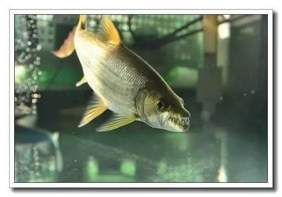 治療期間如何保持龍魚營養均衡，治療龍魚的五項措施