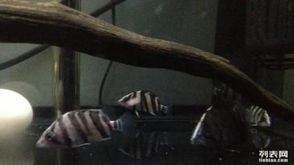 四紋虎魚鹽分調整技巧，四紋虎魚的鹽分調整技巧