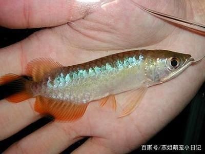 龍魚喂小魚
