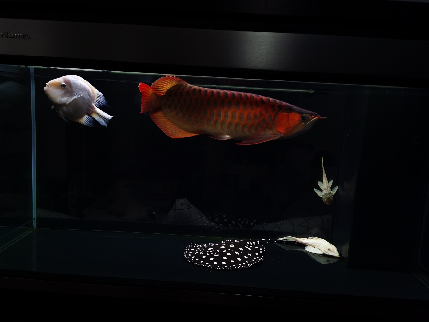 虎魚送走后