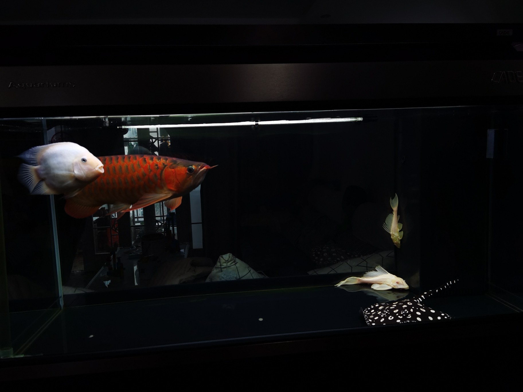 虎魚送走后