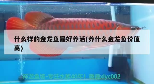 什么樣的金龍魚最好養活(養什么金龍魚價值高)