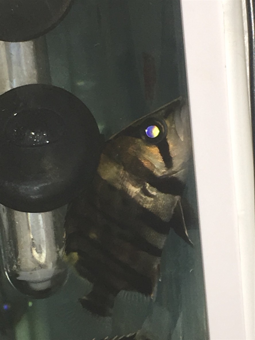 賣家永遠(yuǎn)有理虎魚