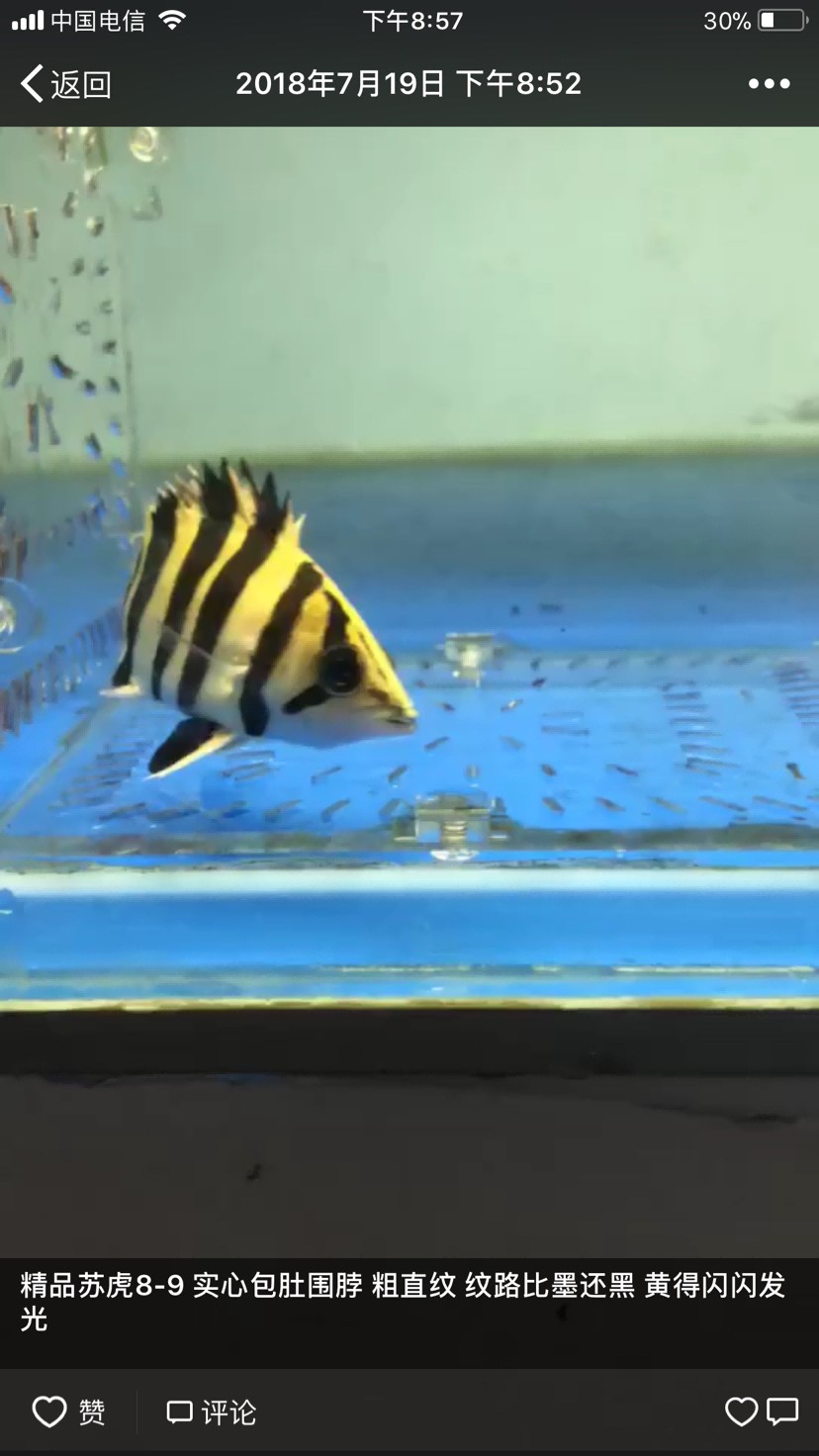 賣家永遠(yuǎn)有理虎魚