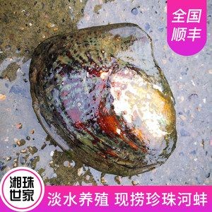 河蚌的養殖方法和技術:河蚌可以在魚缸里養活,但需要注意事項以確保其健康生長 魚缸百科 第1張 河蚌的養殖方法和技術:河蚌可以在魚缸里養活,但需要注意事項以確保其健康生長 河蚌的養殖方法和技術:河蚌可以在魚缸里養活,但需要注意事項以確保其健康生長 魚缸百科 第1張