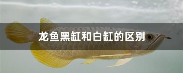 養龍魚黑缸好還是白缸好一點呢