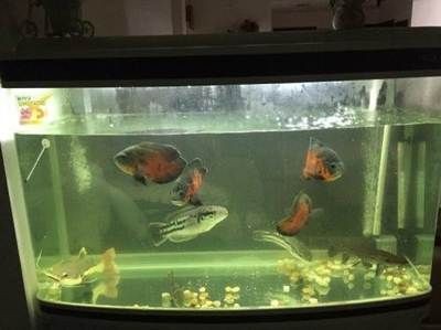 招財(cái)貓魚苗混養(yǎng)搭配建議，招財(cái)貓魚苗混養(yǎng)搭配
