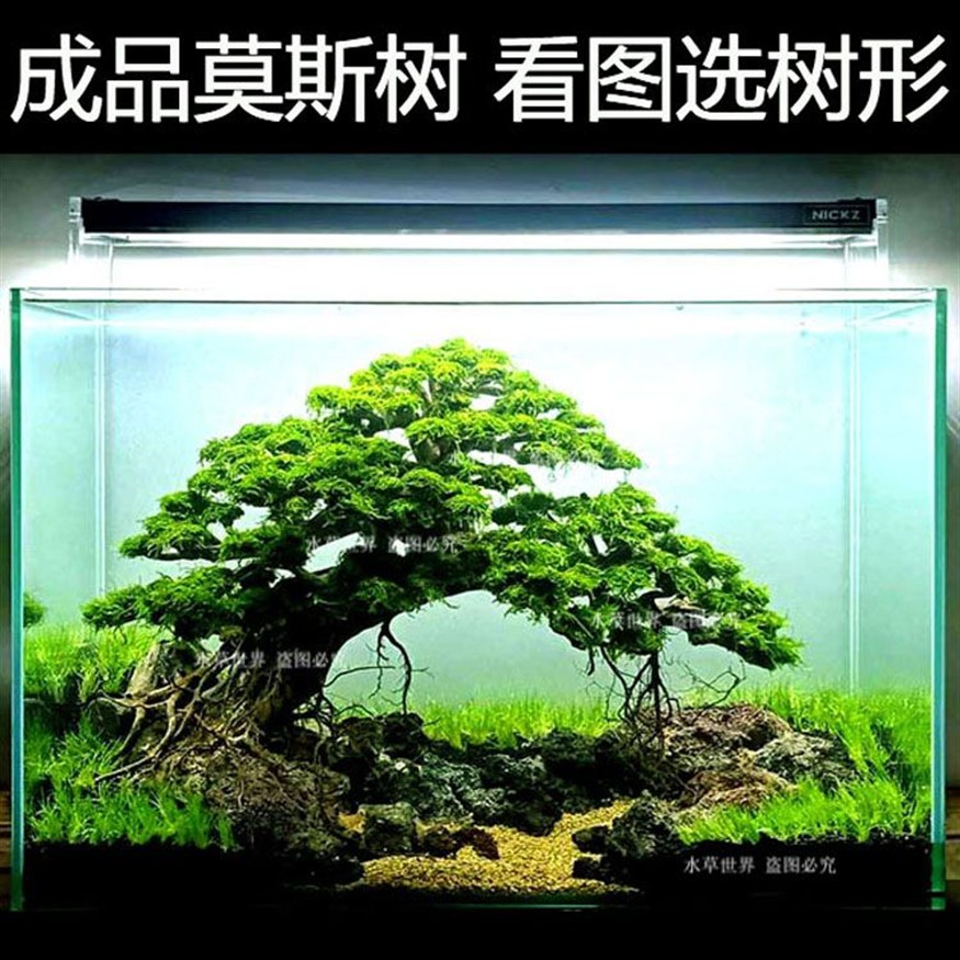 魚缸水質管理全攻略：魚缸水乳白色怎么辦