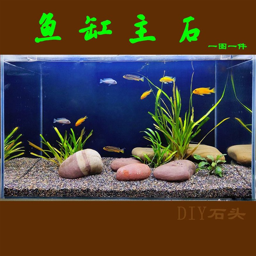 魚缸水質管理全攻略：魚缸水乳白色怎么辦