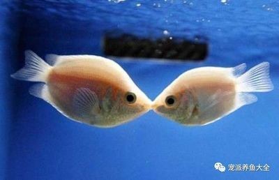 魚缸水質管理全攻略：魚缸水乳白色怎么辦
