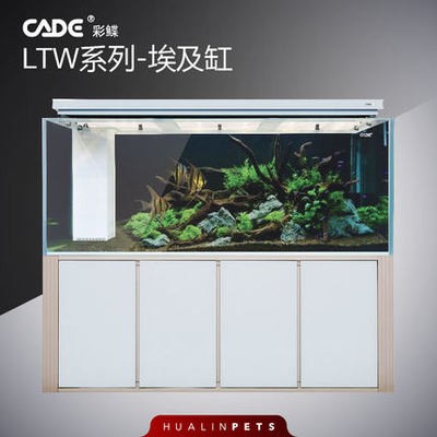 銀龍魚放生哪里比較好（銀龍魚放生哪里比較好養）