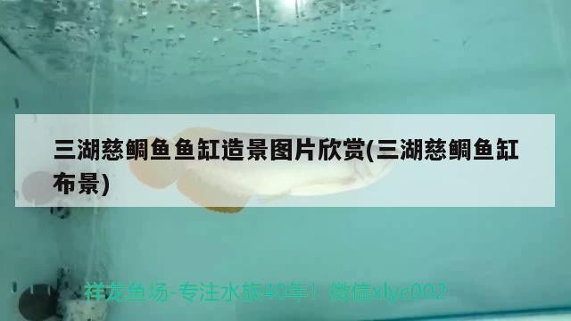 三湖慈鯛魚魚缸造景圖片欣賞(三湖慈鯛魚缸布景)