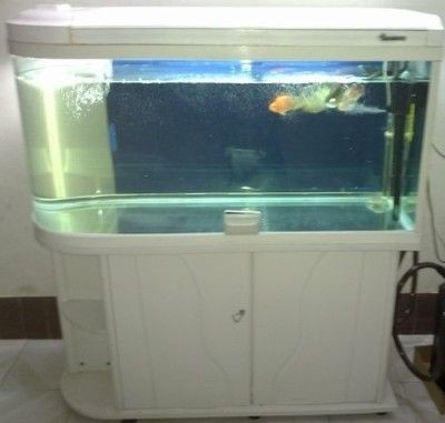 呼和浩特市如意開發區多彩水族魚缸經銷部魚缸交易指南：呼和浩特多彩水族魚缸
