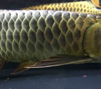 深圳市福田區鯨龍水族店（深圳市福田區鯨龍水族店地址） 深圳市福田區鯨龍水族店（深圳市福田區鯨龍水族店地址） 全國水族館企業名錄 第1張