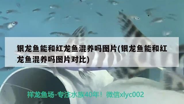 銀龍魚(yú)能和紅龍魚(yú)混養(yǎng)嗎圖片(銀龍魚(yú)能和紅龍魚(yú)混養(yǎng)嗎圖片對(duì)比)