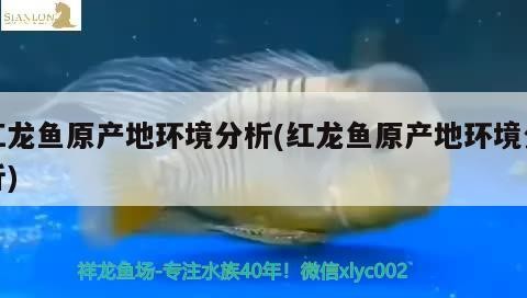 龍魚與虎魚混養視頻教程全集（龍魚和虎魚打架的解決辦法）
