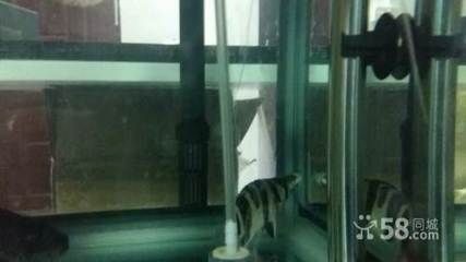 四紋虎魚繁殖飼料選擇指南，印尼四紋虎魚繁殖飼料選擇指南四紋虎魚繁殖飼料選擇指南