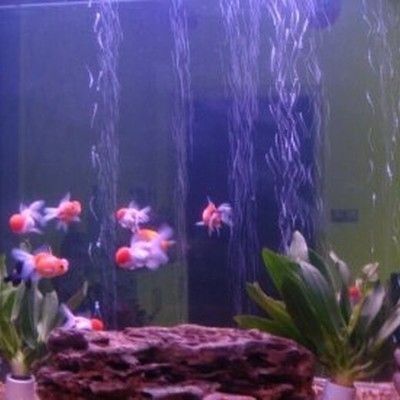 廣州觀賞魚批發市場：廣州市觀賞魚批發市場