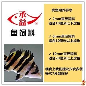 黃金河虎魚混養飼料選擇指南，黃金河虎魚混養飼料選擇指南，確保水質穩定，光照充足