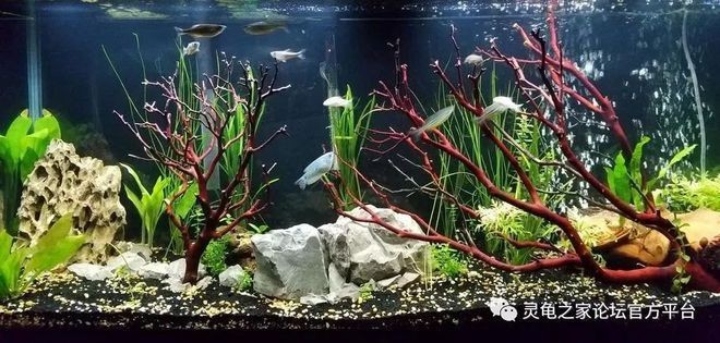 如何預防龍魚鰓蓋出現包？（龍魚鰓蓋起包后如何治療，龍魚鰓蓋起包是否嚴重）