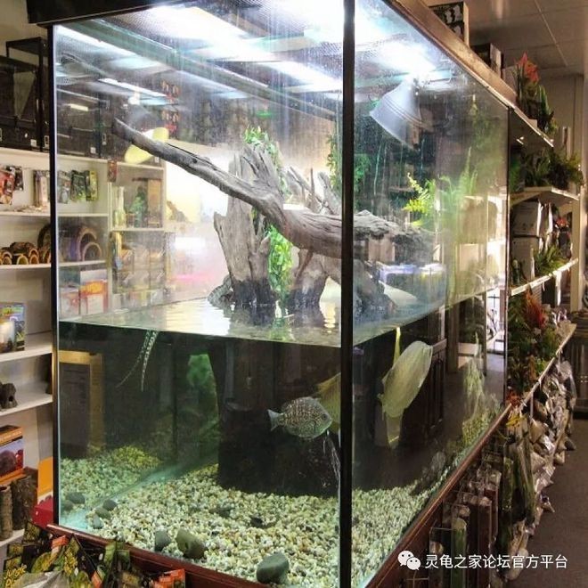 如何挑選合適的二手魚缸：二手市場交易指南在二手市場交易時需要注意一些事項