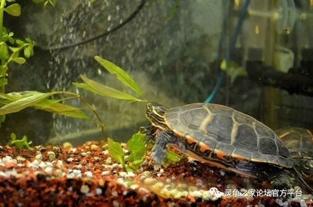如何挑選合適的二手魚缸：二手市場交易指南在二手市場交易時需要注意一些事項