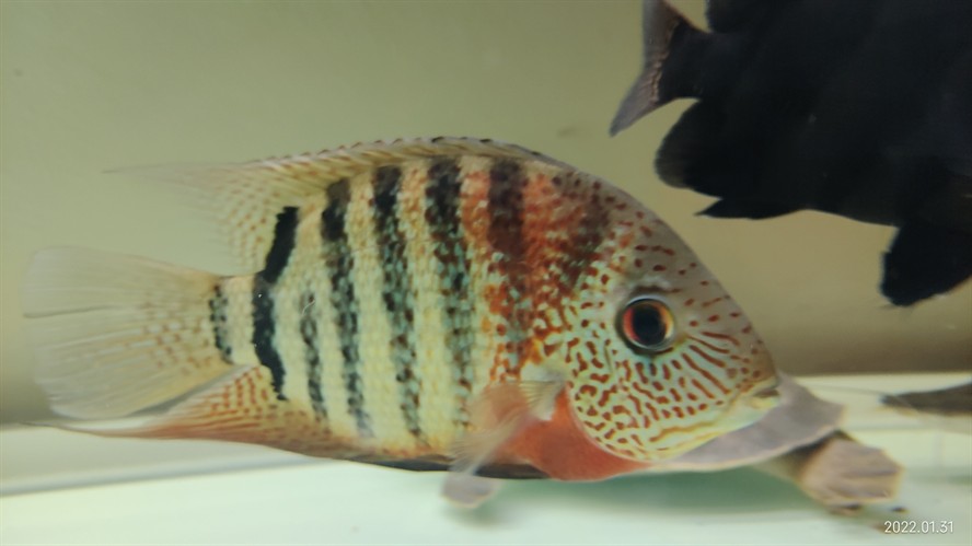 帝王虎斑菠蘿魚