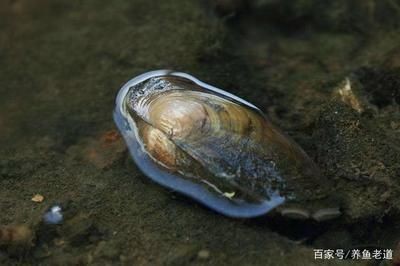 河蚌養在魚缸里有利有弊?如何科學養河蚌?:河蚌養在魚缸里既有好處也有壞處如何科學養河蚌飼養技巧 魚缸百科 第1張 河蚌養在魚缸里有利有弊?如何科學養河蚌?:河蚌養在魚缸里既有好處也有壞處如何科學養河蚌飼養技巧 河蚌養在魚缸里有利有弊?如何科學養河蚌?:河蚌養在魚缸里既有好處也有壞處如何科學養河蚌飼養技巧 魚缸百科 第1張
