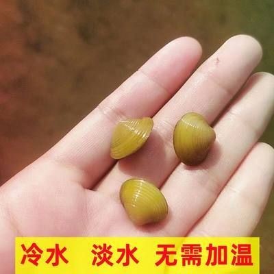 河蚌養在魚缸里有利有弊?如何科學養河蚌?:河蚌養在魚缸里既有好處也有壞處如何科學養河蚌飼養技巧 魚缸百科 第3張 河蚌養在魚缸里有利有弊?如何科學養河蚌?:河蚌養在魚缸里既有好處也有壞處如何科學養河蚌飼養技巧 河蚌養在魚缸里有利有弊?如何科學養河蚌?:河蚌養在魚缸里既有好處也有壞處如何科學養河蚌飼養技巧 魚缸百科 第3張