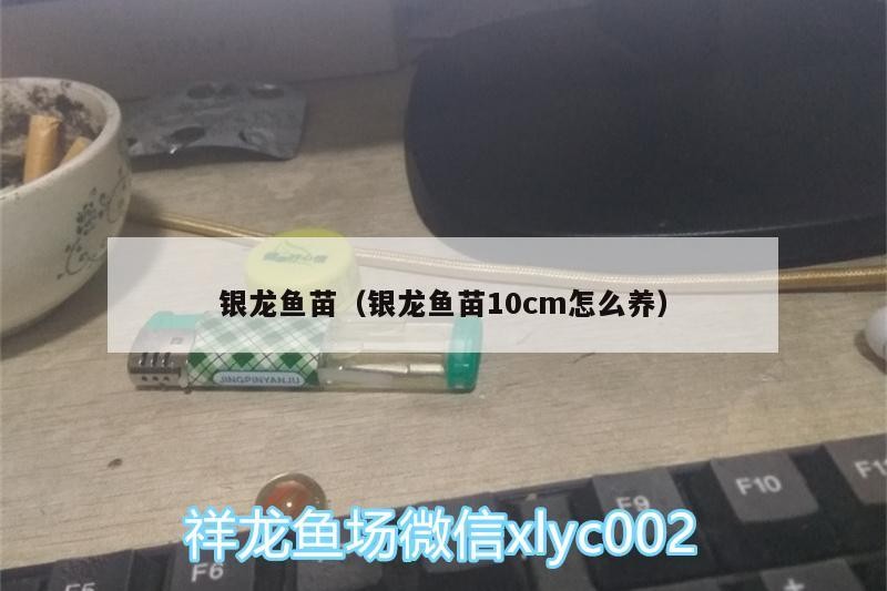 銀龍魚苗（銀龍魚苗10cm怎么養）