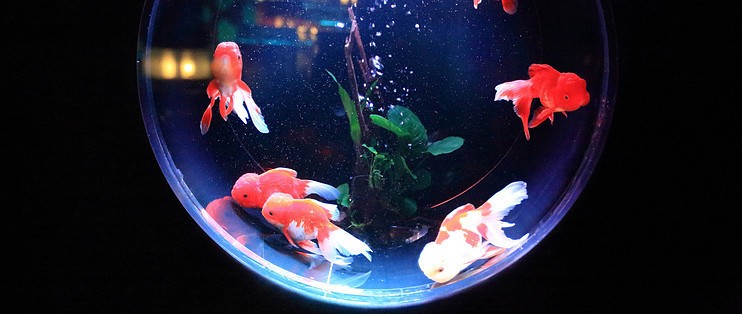 鋒誠水族館（鋒誠商務）