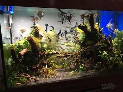 水草缸的養護秘籍：底濾魚缸造景養水草