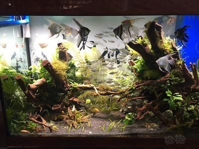 水草缸的養護秘籍：底濾魚缸造景養水草