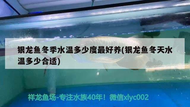 祥龍魚場有哪些出口資質？，祥龍魚場出口流程圖解