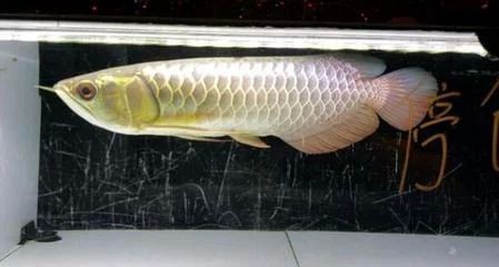 龍魚肚子扁扁的