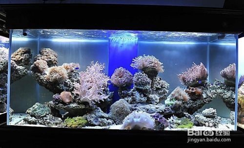 阜新市細河區金海閣水族館（阜新市細河區金海閣水族館電話）
