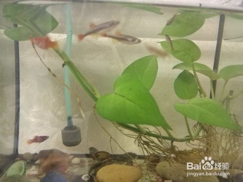 中山市阜沙鎮林發水族館（中山市阜沙鎮林發水族館電話）