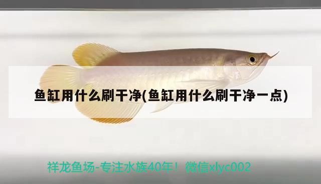 金龍魚虎魚混養（金龍魚虎魚混養用什么底色好） 金龍魚虎魚混養（金龍魚虎魚混養用什么底色好） 虎魚百科 第3張