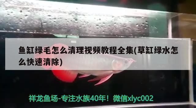 黑斑水虎魚生長速度（黑斑水虎魚養幾條合適）