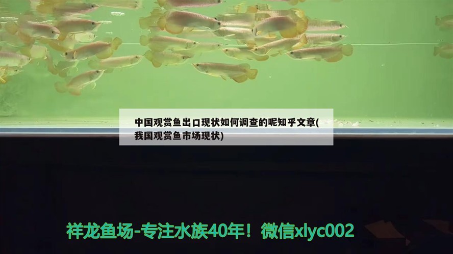 黑斑水虎魚生長速度（黑斑水虎魚養幾條合適）