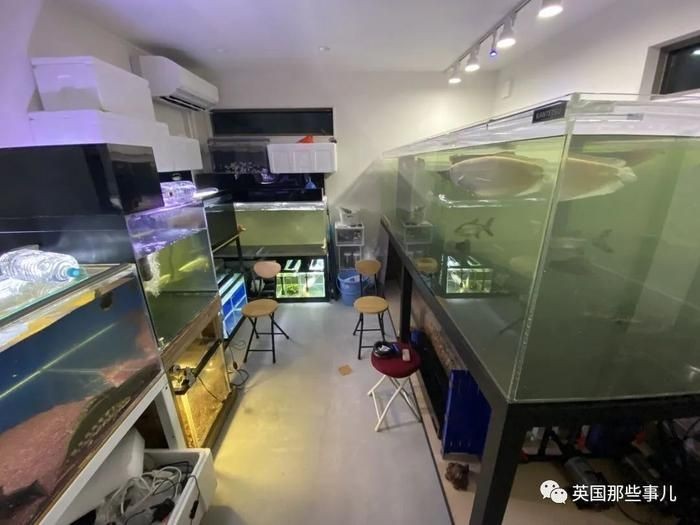 房間養魚的風水講究：臥室養魚必須注意五大原則：不可犯了“沒頂水”或稱“淋頭水”