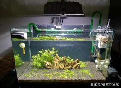 大型魚缸用什么玻璃好：大型魚缸玻璃材質對比分析除了玻璃強度高、安全性好 大型魚缸用什么玻璃好：大型魚缸玻璃材質對比分析除了玻璃強度高、安全性好 魚缸百科 第1張