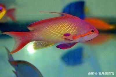 大型魚缸用什么玻璃好：大型魚缸玻璃材質對比分析除了玻璃強度高、安全性好 大型魚缸用什么玻璃好：大型魚缸玻璃材質對比分析除了玻璃強度高、安全性好 魚缸百科 第4張