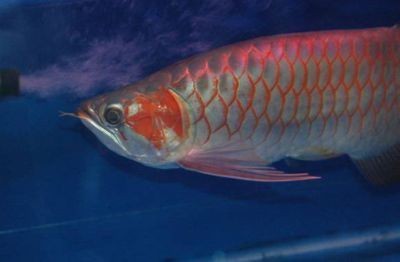 武威市涼州區名家水族館（武威市涼州區名家水族館電話）