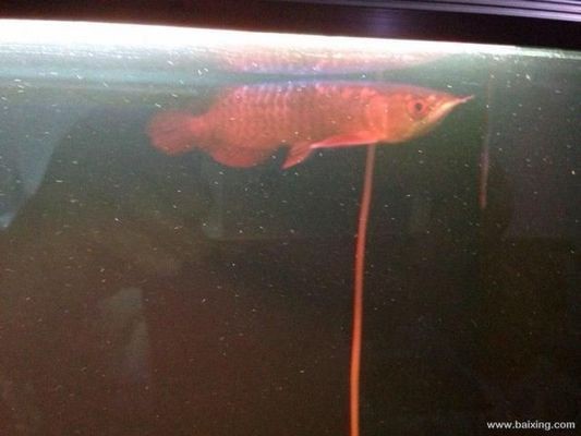 銀龍魚(yú)在一米的缸能長(zhǎng)多大圖片（銀龍魚(yú)在一米的缸能長(zhǎng)多大圖片視頻）
